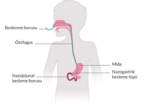 iç organ